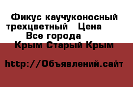 Фикус каучуконосный трехцветный › Цена ­ 500 - Все города  »    . Крым,Старый Крым